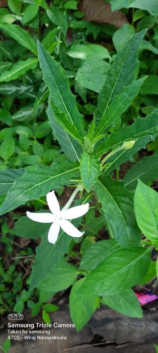 Hippobroma longiflora (L.) G.Don